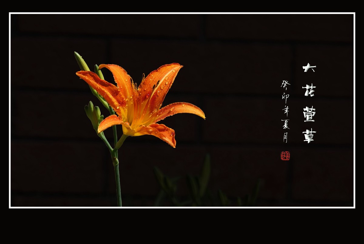 雨过花披珠，风来枝摆舞-大花萱草