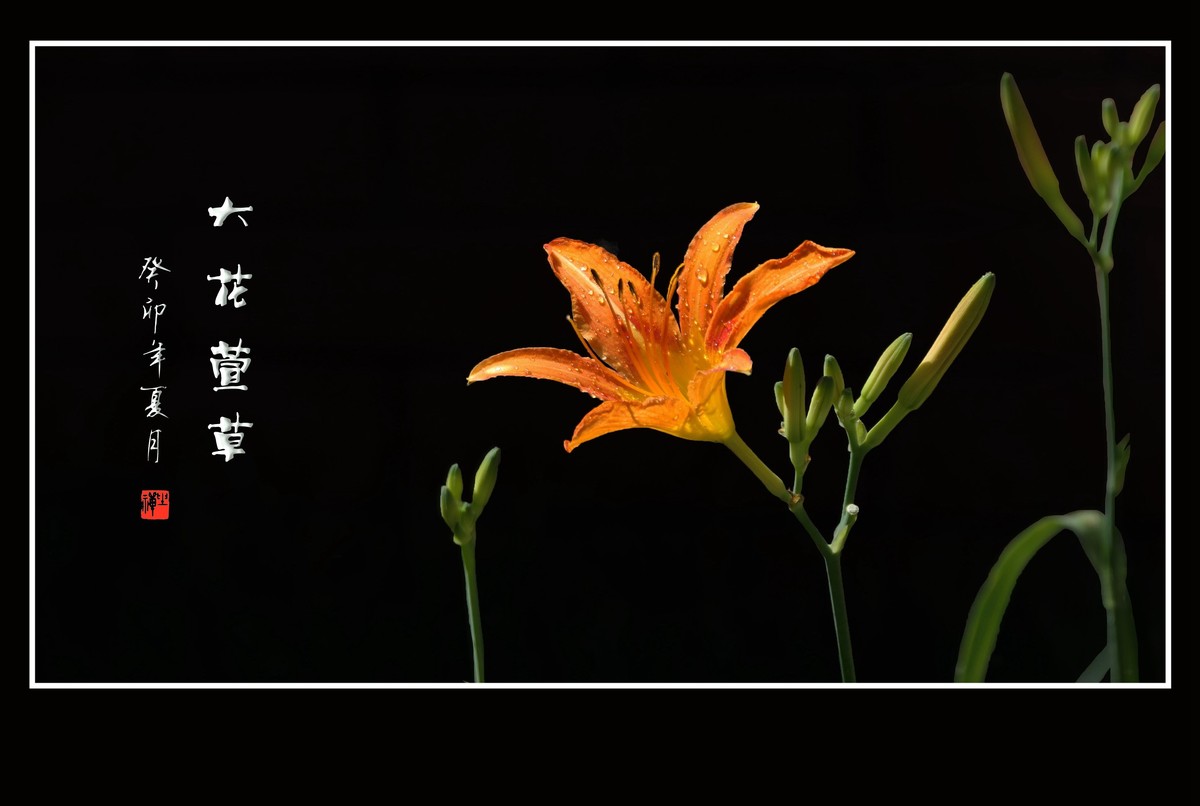 雨过花披珠，风来枝摆舞-大花萱草