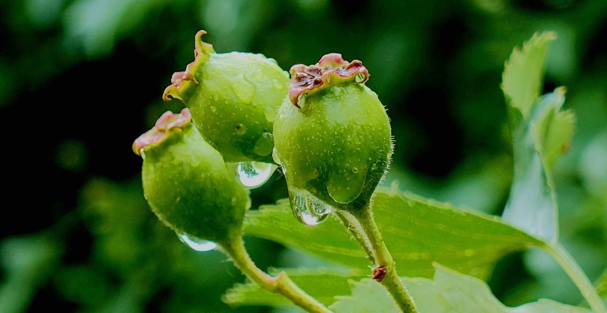 夏天雨后的山楂果