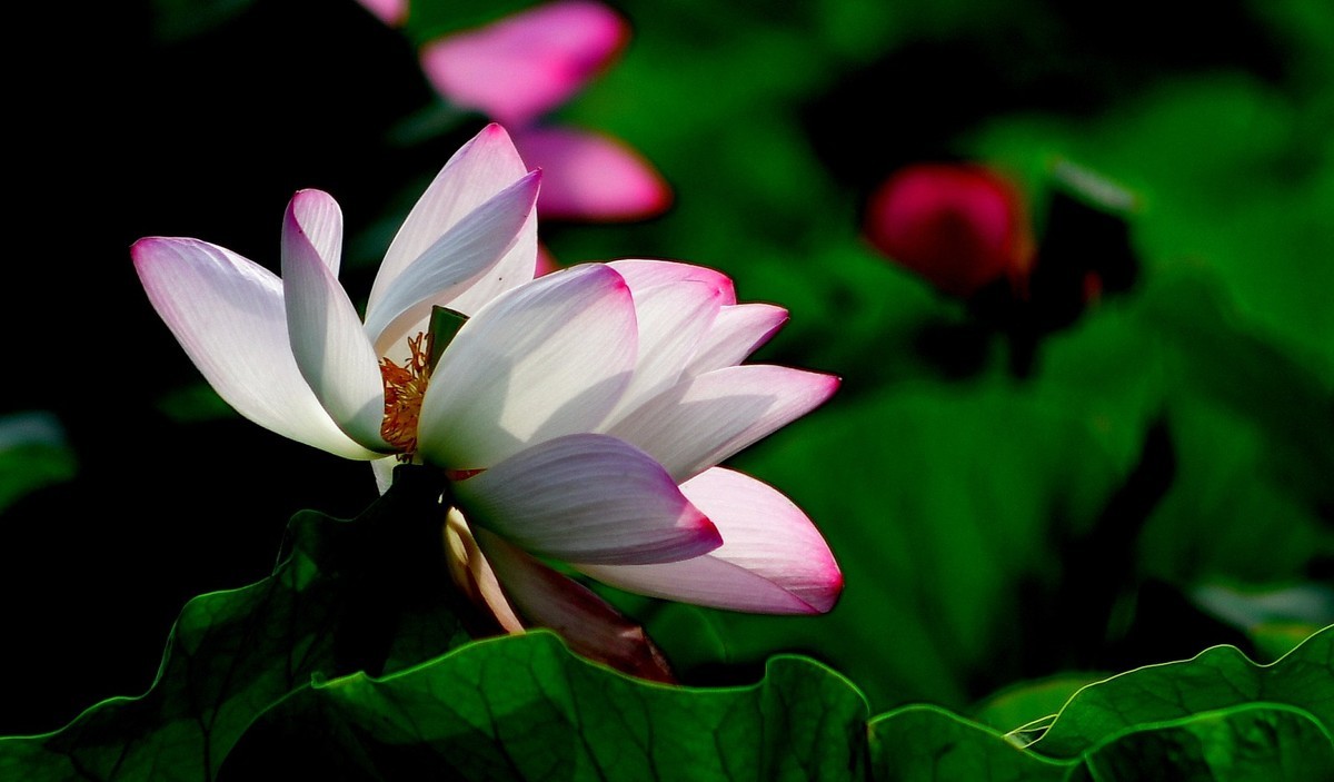 荷花