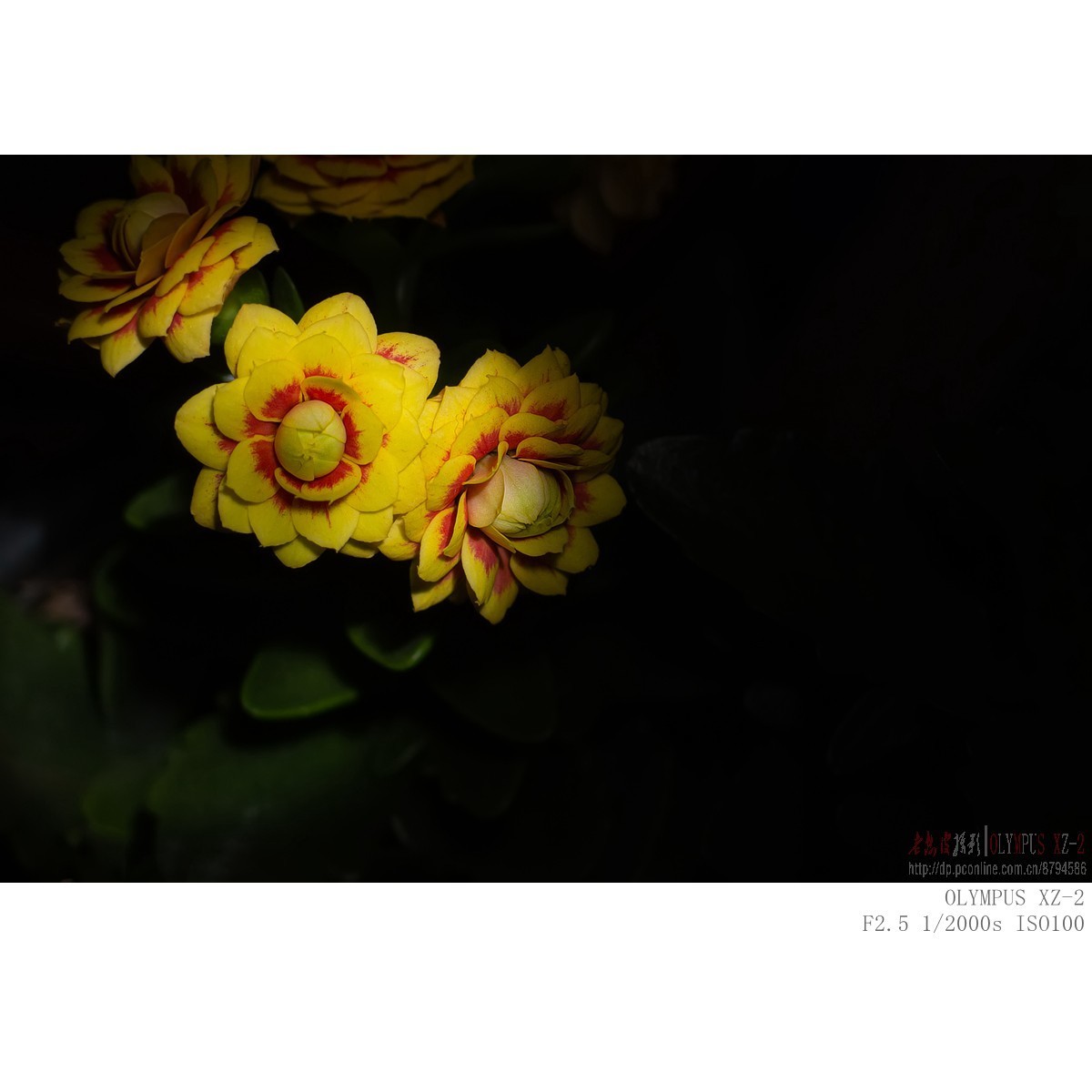 长寿花