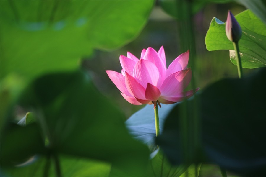 六月荷花美如画吸引网友入画来