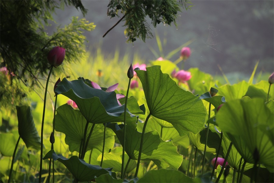 六月荷花美如画吸引网友入画来