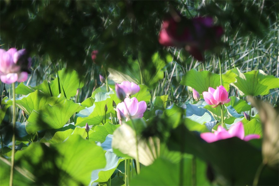 六月荷花美如画吸引网友入画来