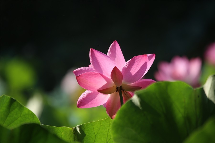 六月荷花美如画吸引网友入画来