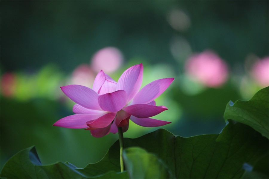 六月荷花美如画吸引网友入画来