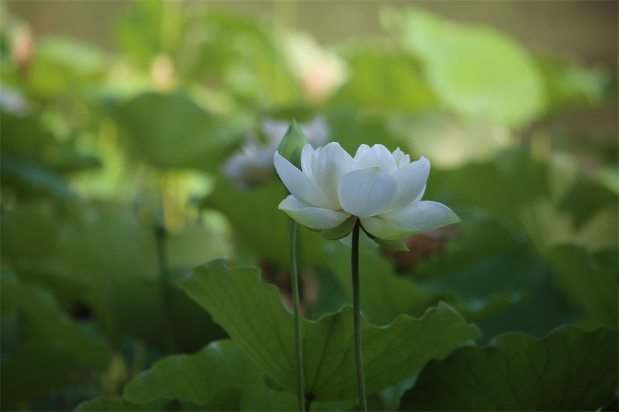 六月荷花美如画吸引网友入画来