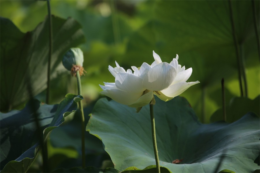 六月荷花美如画吸引网友入画来
