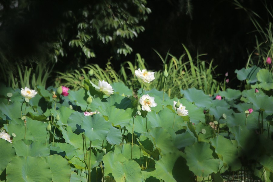 六月荷花美如画吸引网友入画来