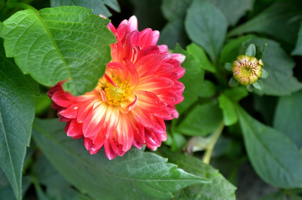 巴滨花艺园 (三)