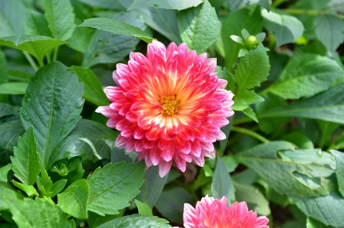 巴滨花艺园 (三)