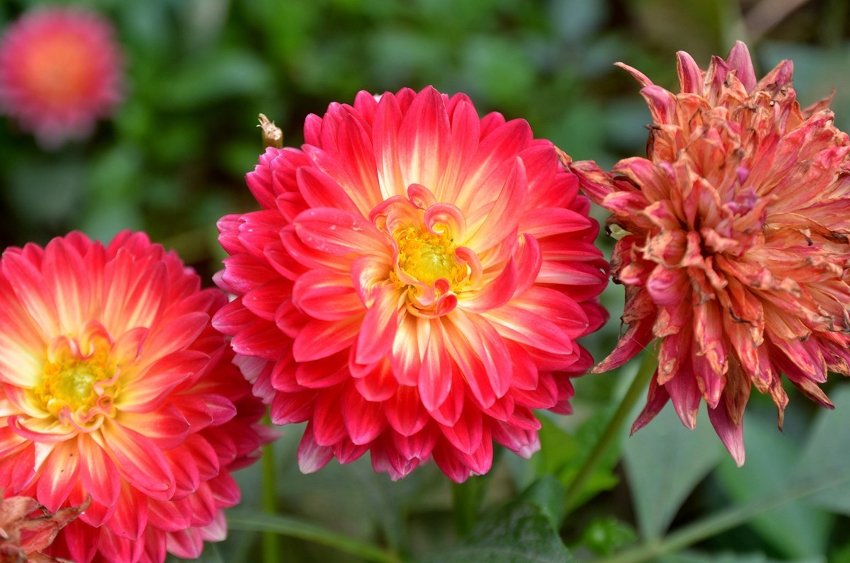 巴滨花艺园 (三)