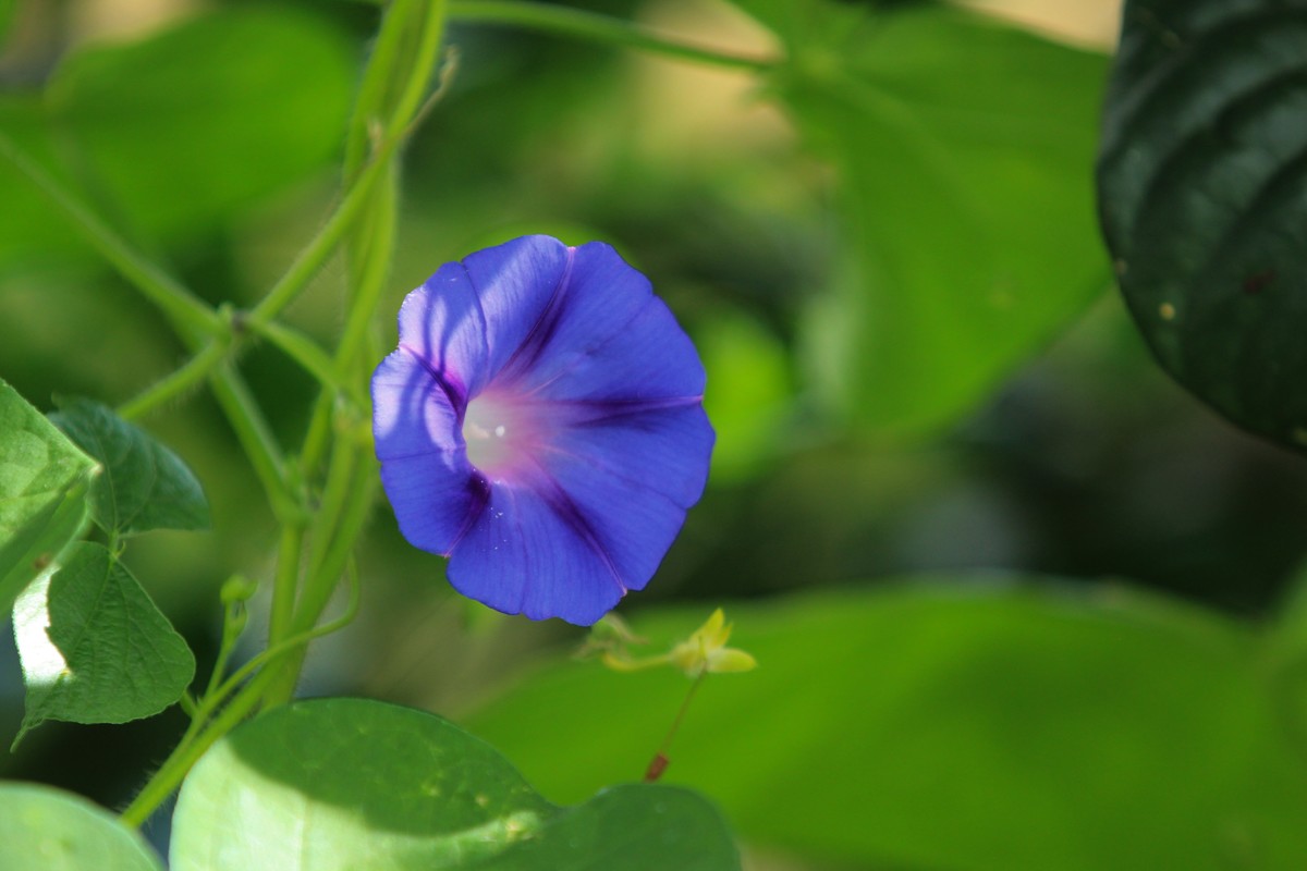 拍摄花卉一（377）