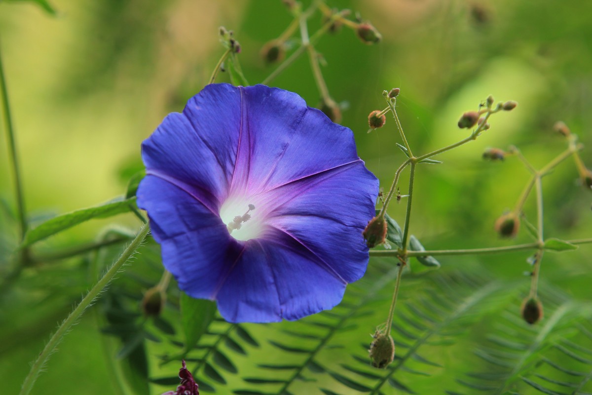 拍摄花卉一（377）