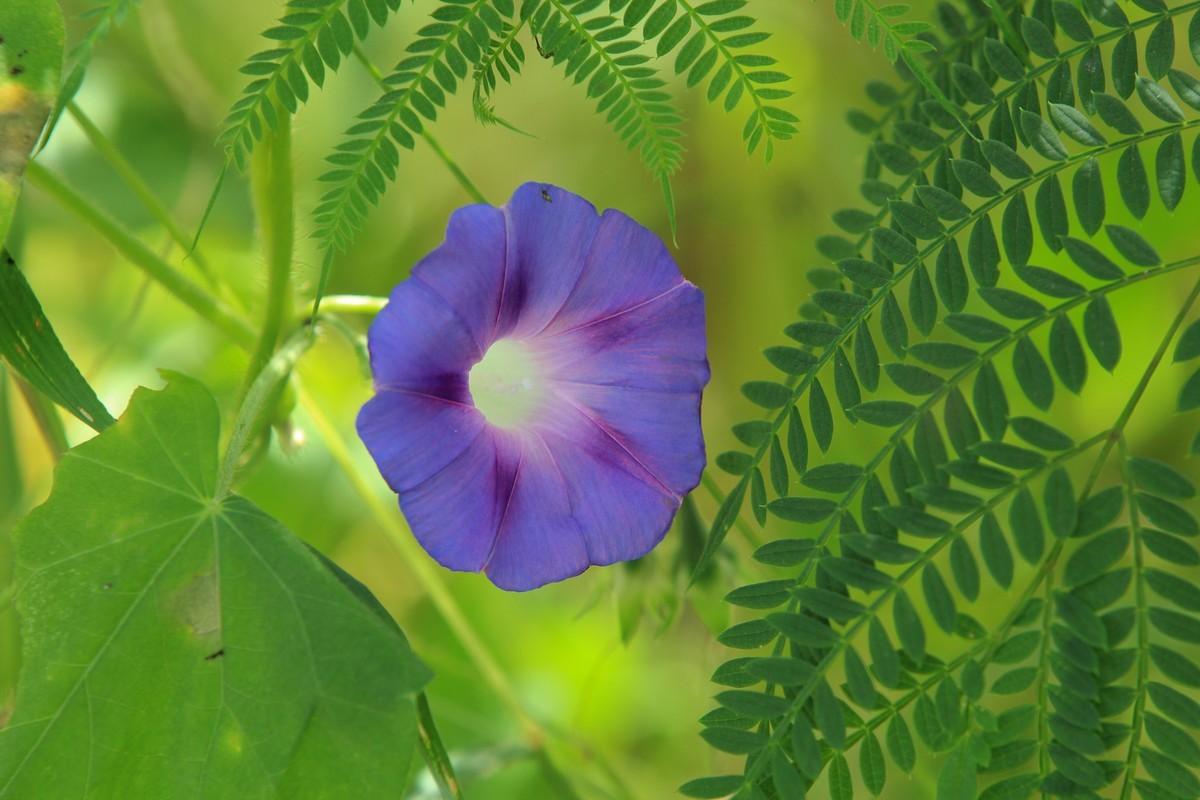 拍摄花卉一（377）