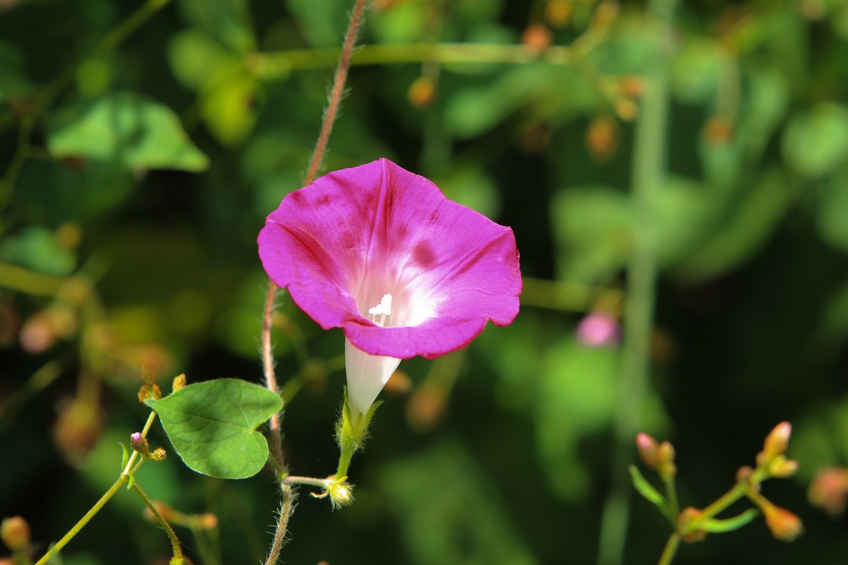 拍摄花卉一（377）