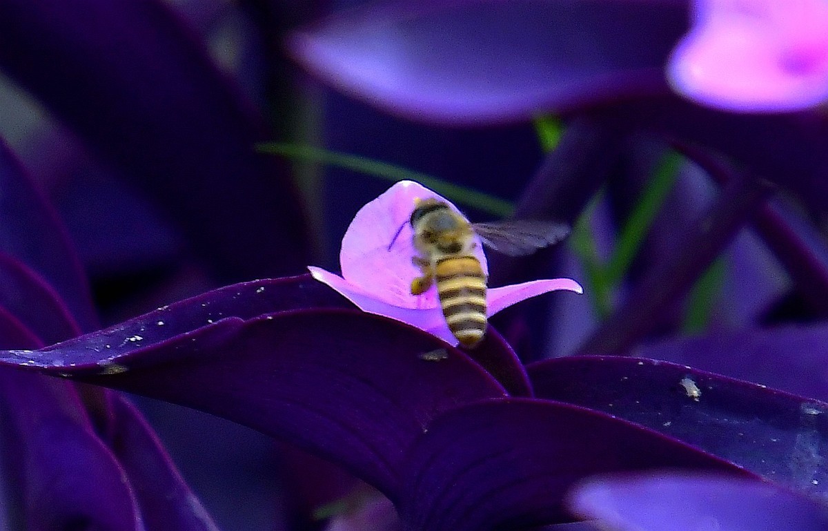 蜜蜂采蜜忙