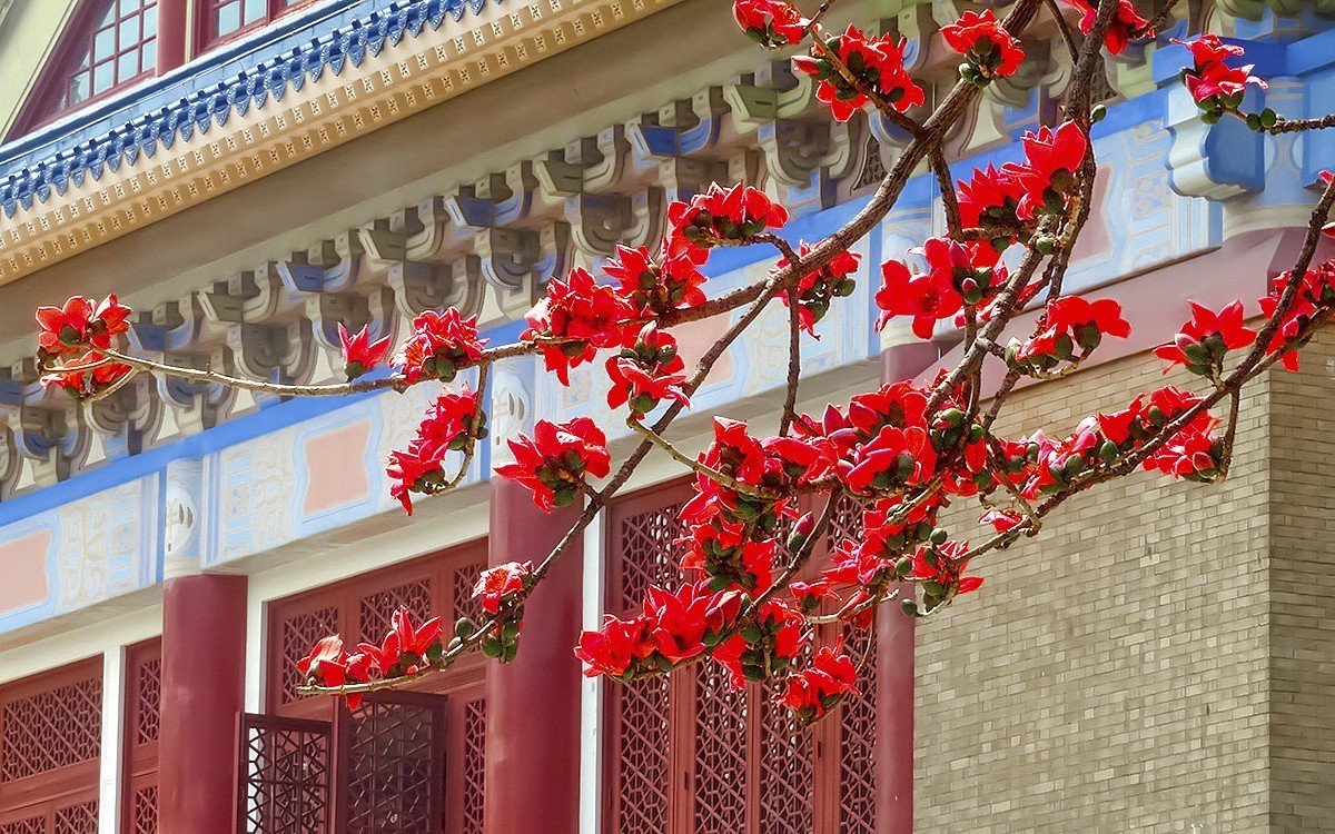 纪念堂的红棉花[2]