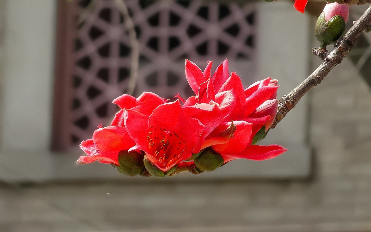 纪念堂的红棉花[2]