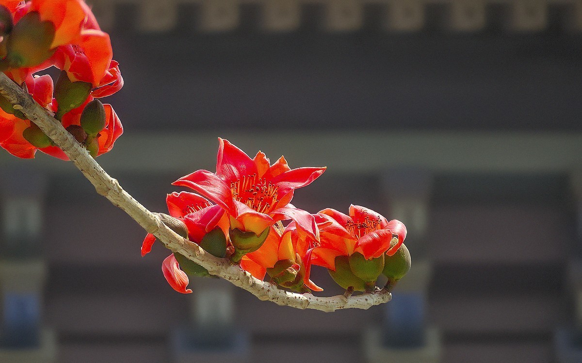 纪念堂的红棉花[2]