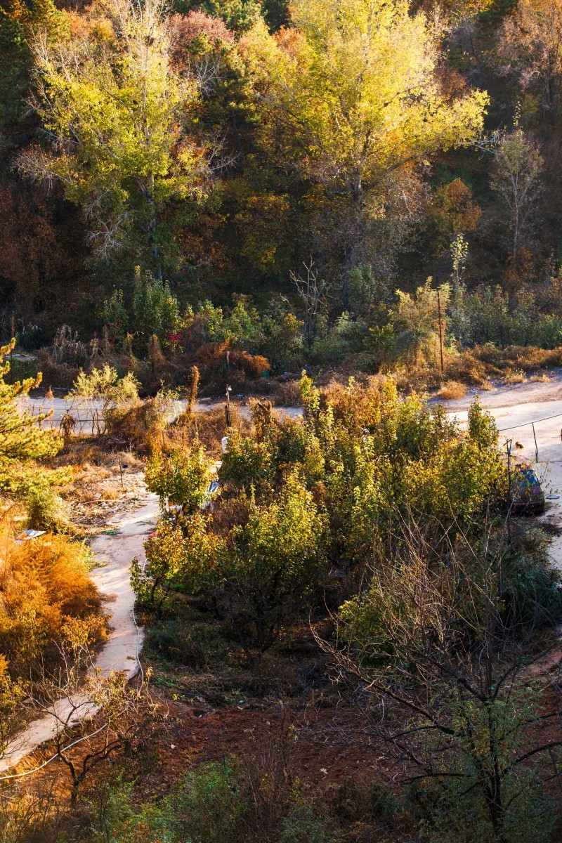 外出随拍（续335）.