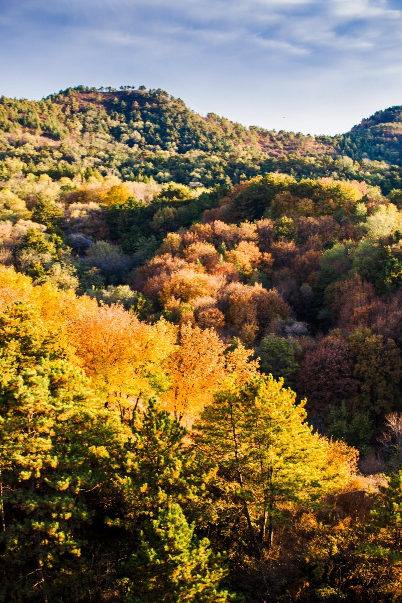 外出随拍（续335）.