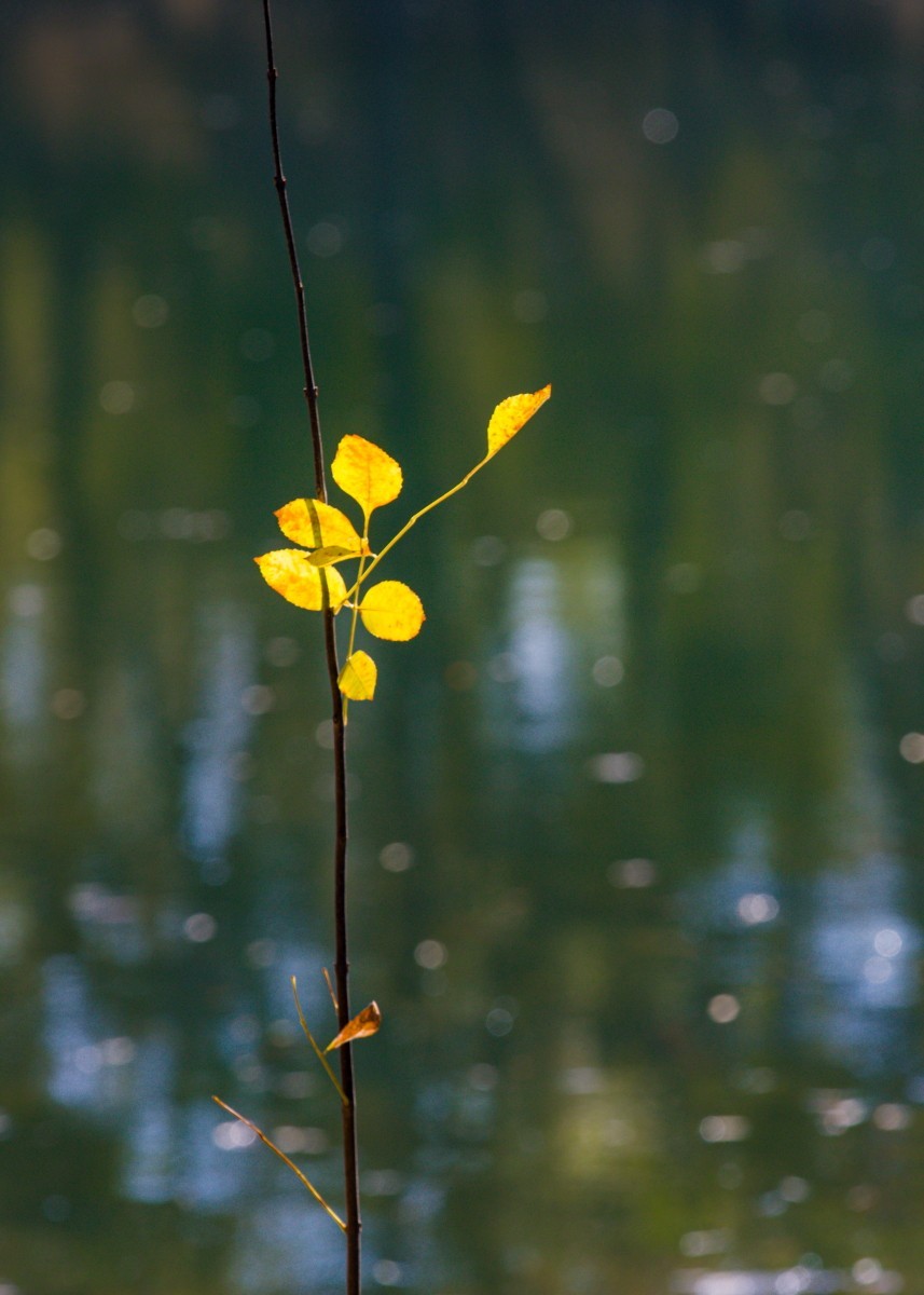 外出随拍（续336）.