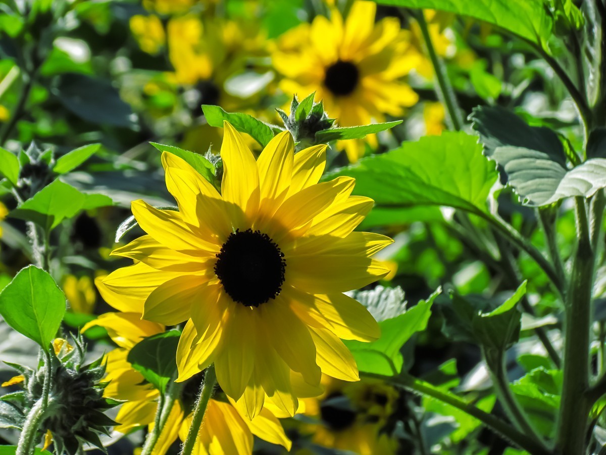 向日葵