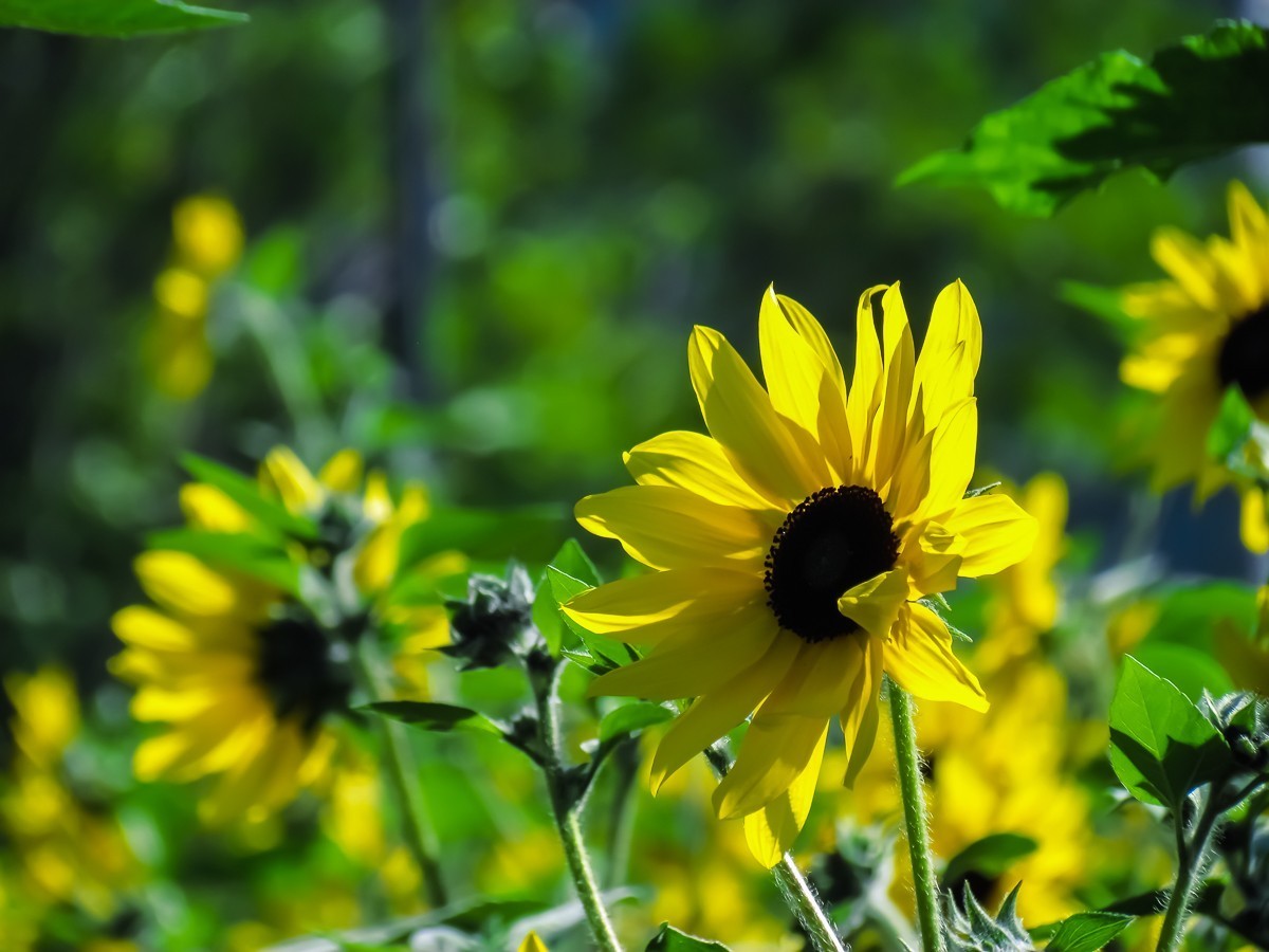 向日葵