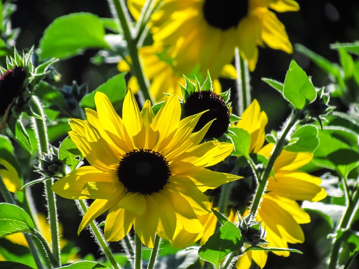 向日葵