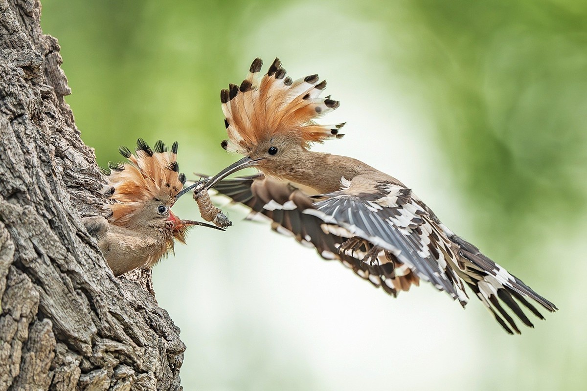 喙掘千虫填稚口，终迎金羽破尘光。