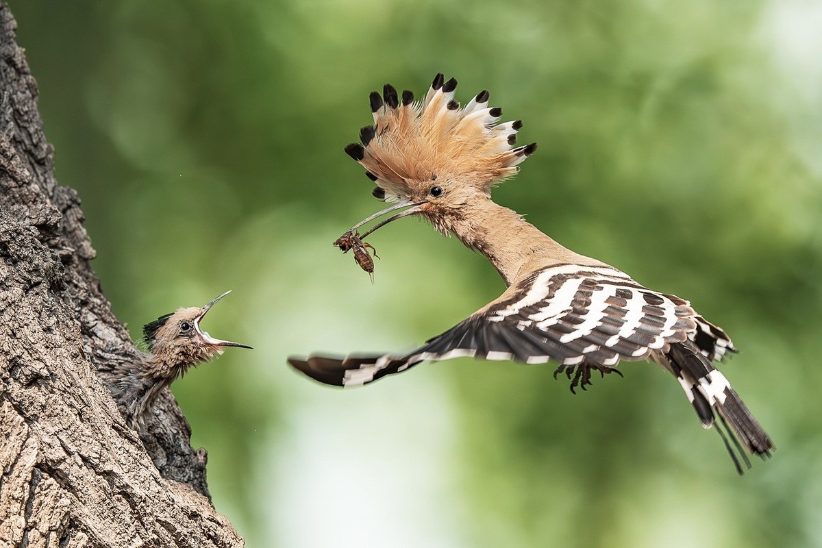 喙掘千虫填稚口，终迎金羽破尘光。