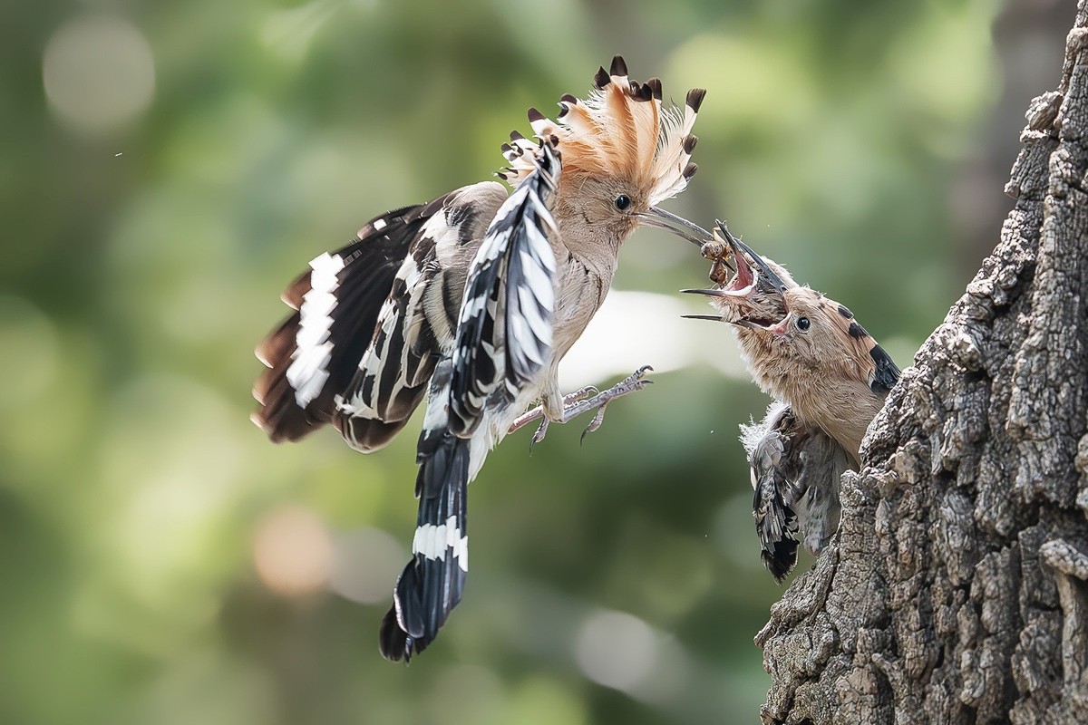 喙掘千虫填稚口，终迎金羽破尘光。