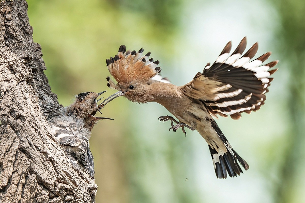 喙掘千虫填稚口，终迎金羽破尘光。