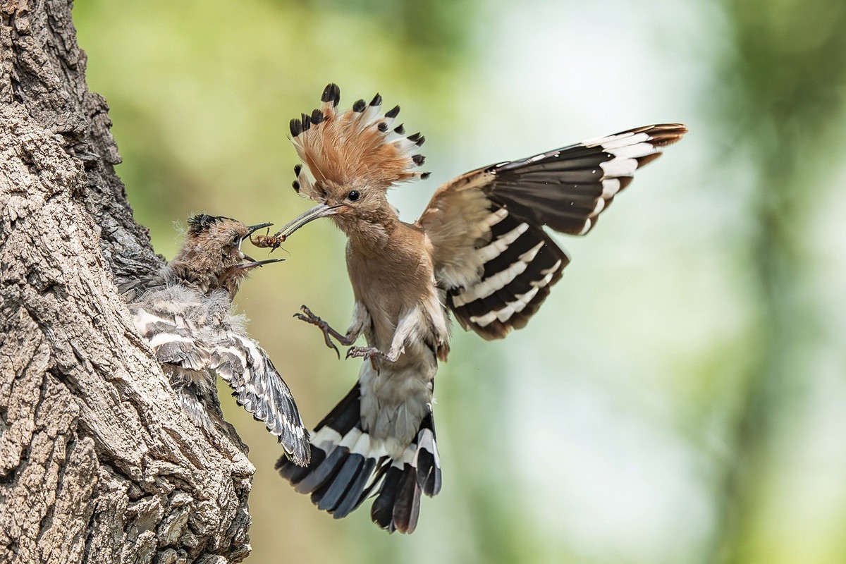 喙掘千虫填稚口，终迎金羽破尘光。