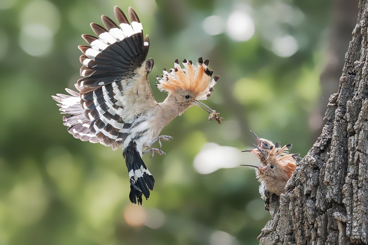 喙掘千虫填稚口，终迎金羽破尘光。