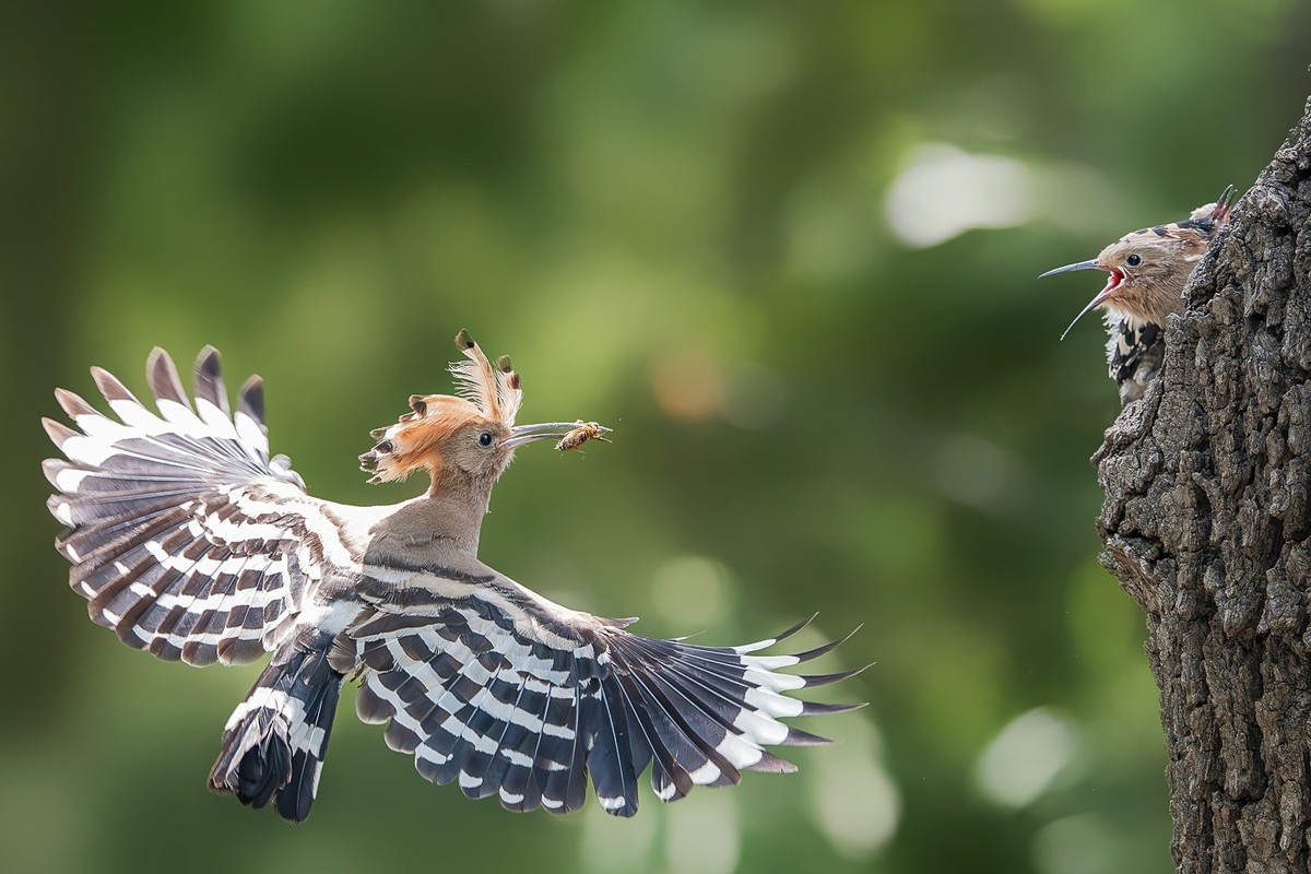 喙掘千虫填稚口，终迎金羽破尘光。