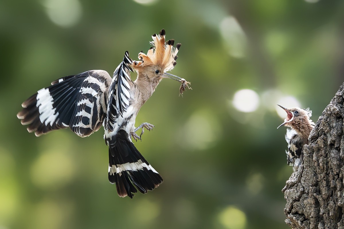 喙掘千虫填稚口，终迎金羽破尘光。