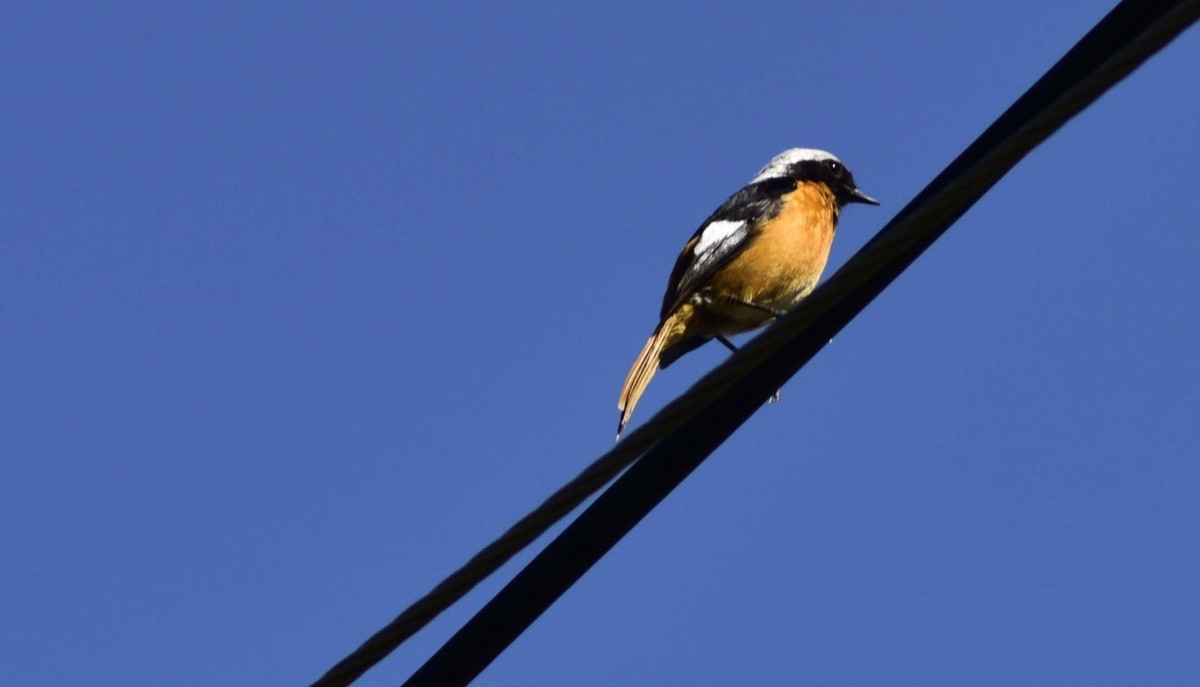 用D750+70-300mm（无防抖）试着打鸟