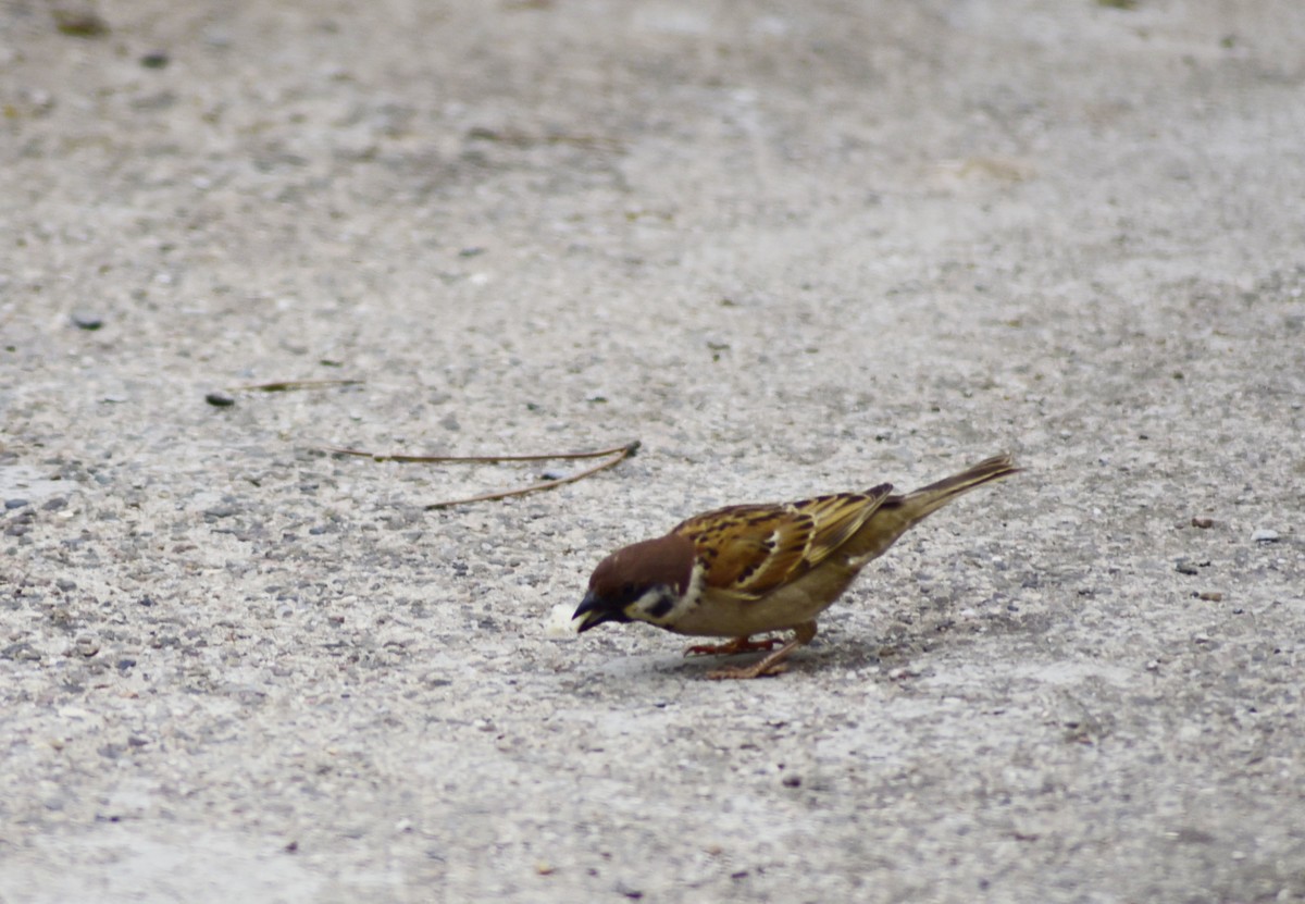用D750+70-300mm（无防抖）试着打鸟
