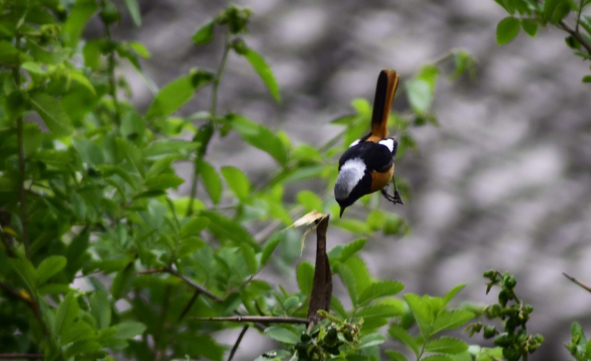 用D750+70-300mm（无防抖）试着打鸟