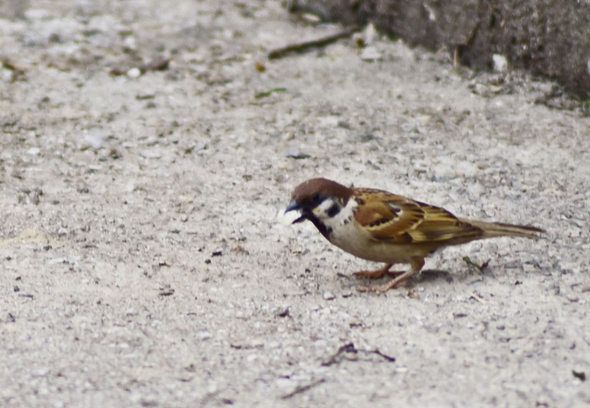 用D750+70-300mm（无防抖）试着打鸟