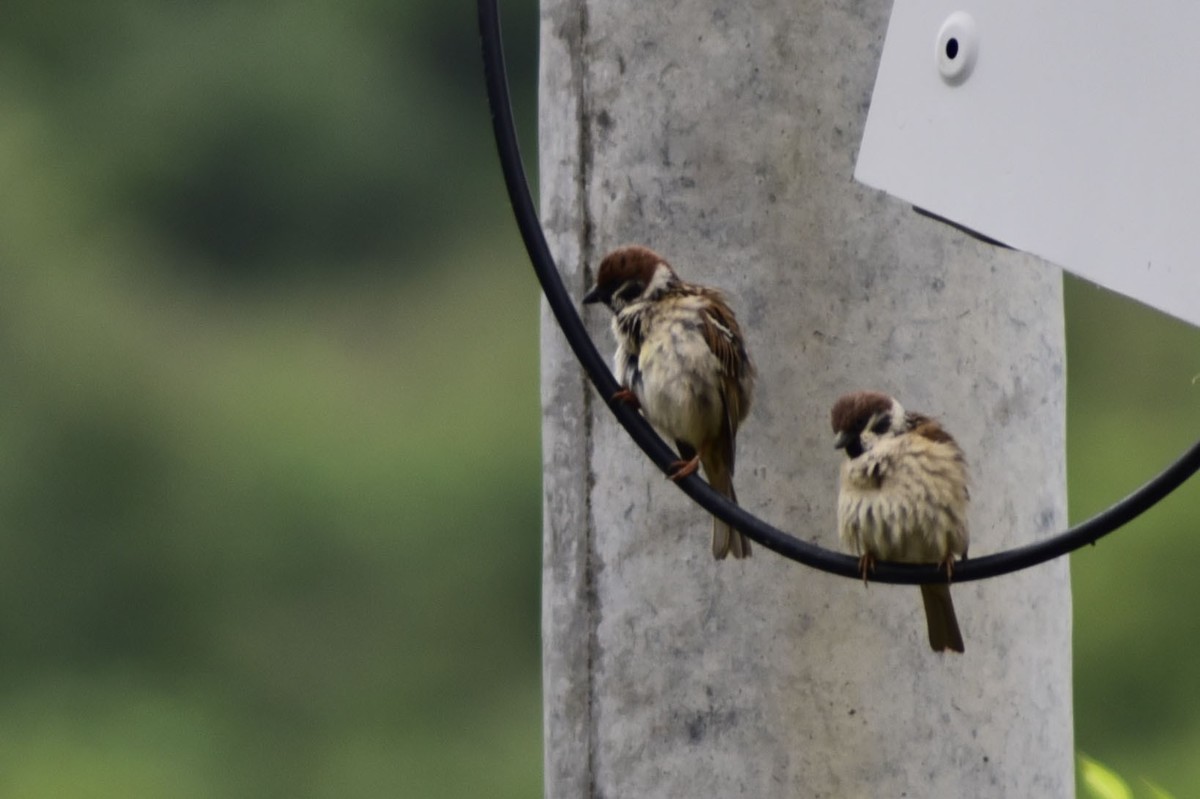 用D750+70-300mm（无防抖）试着打鸟