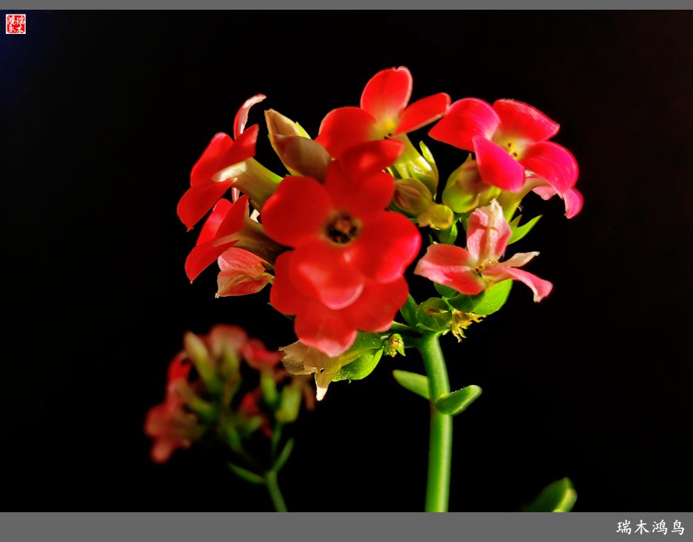 【2022之花季】36.教人长寿花前醉