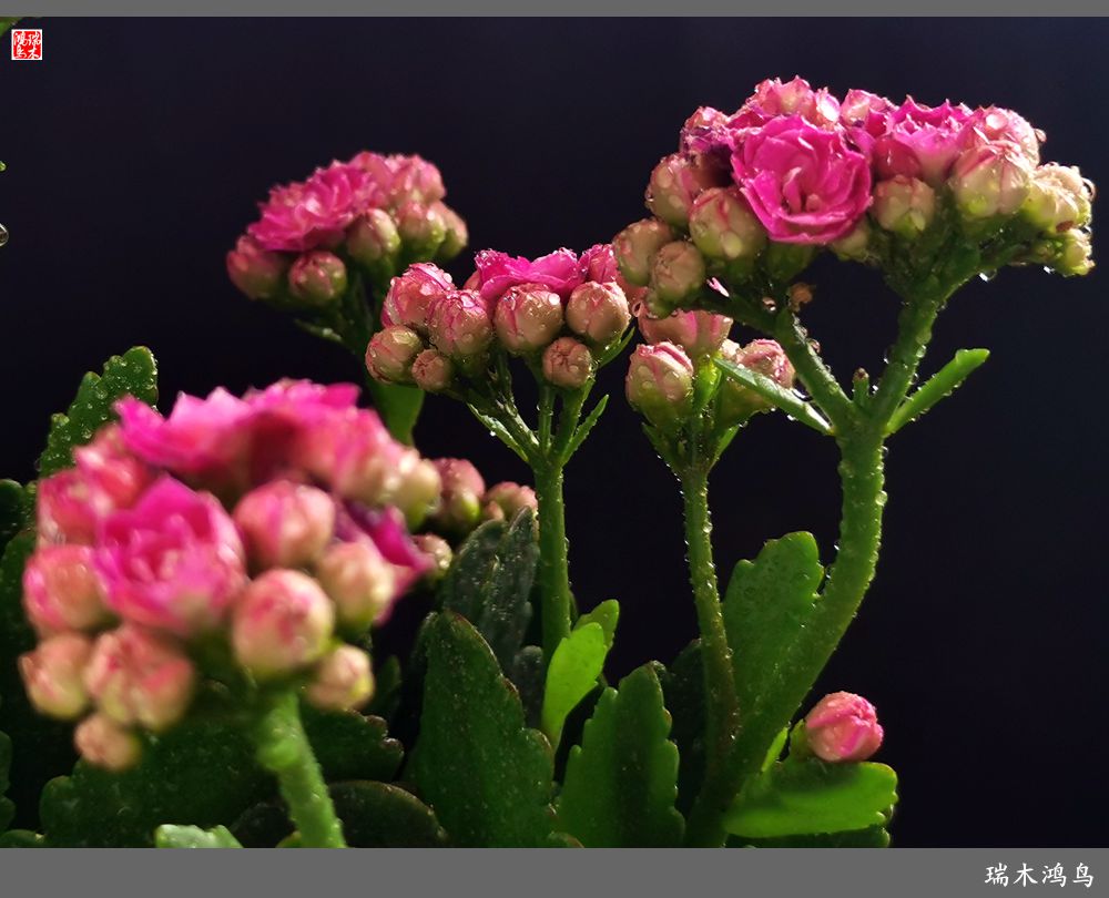 【2022之花季】36.教人长寿花前醉