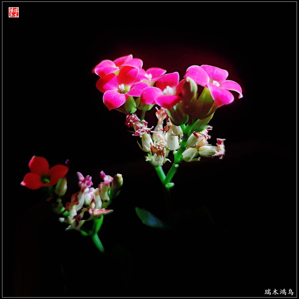 【2022之花季】36.教人长寿花前醉