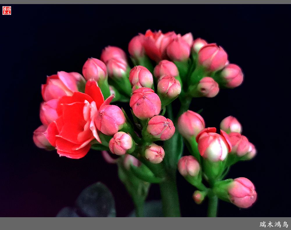 【2022之花季】36.教人长寿花前醉