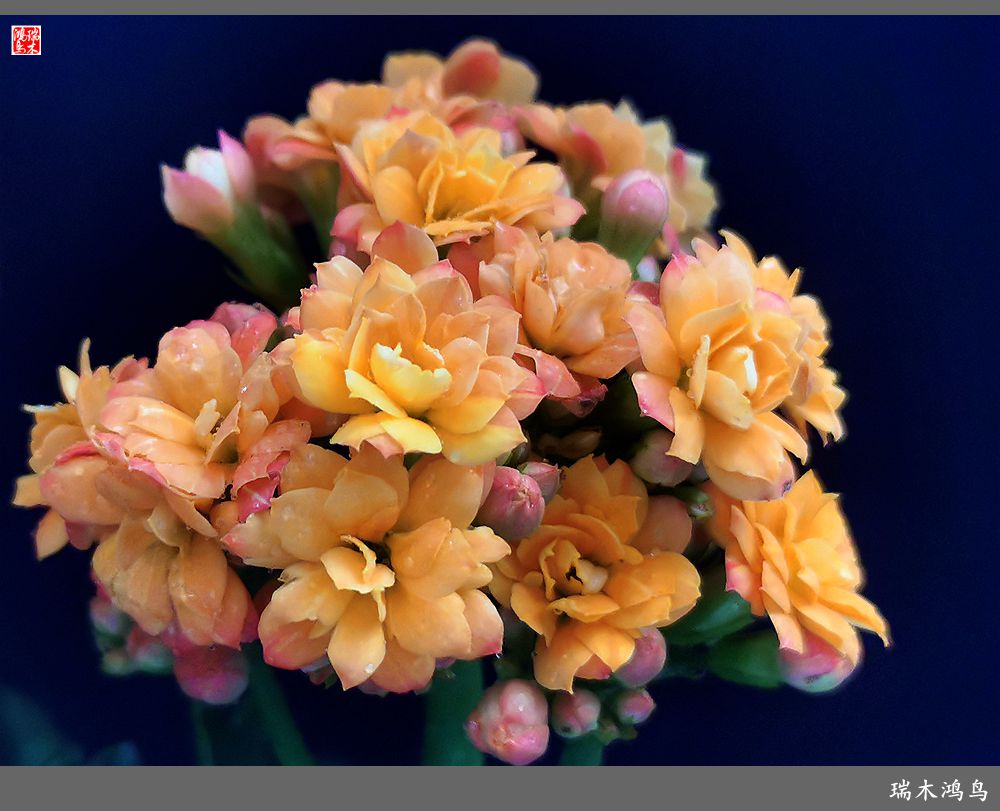 【2022之花季】36.教人长寿花前醉