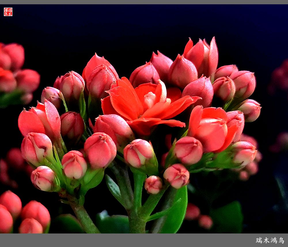 【2022之花季】36.教人长寿花前醉