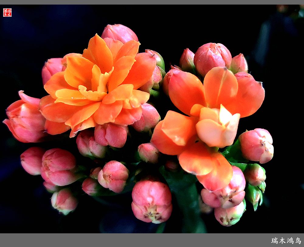 【2022之花季】36.教人长寿花前醉